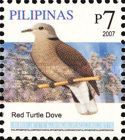 Red Turtle Dove (Streptopelia tranquebarica)