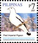 Pied Imperial Pigeon (Ducula bicolor)
