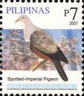 Spotted Imperial Pigeon (Ducula carola)