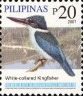 White-collared Kingfisher (Halcyon chloris)