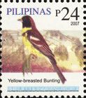 Yellow-breasted Bunting (Emberiza aureola)