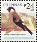 White-cheeked Bullfinch (Pyrrhula leucogenis)
