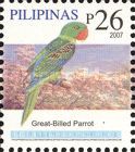 Great-billed Parrot (Tanygnathus megalorynchos)