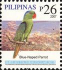 Blue-naped Parrot (Tanygnathus lucionensis)