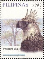 Philippine Eagle (Pithecophaga jefferyi)