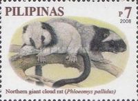 Northern Giant Cloud Rat (Phloeomys pallidus)