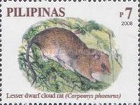 Lesser Dwarf Cloud Rat (Carpomys phaeurus)