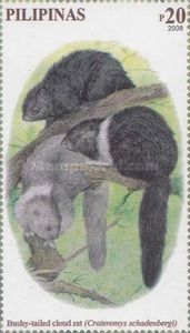 Giant Bushy-tailed Cloud Rat (Crateromys schadenbergi) 