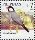 Java Sparrow (Padda oryzivora)