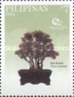 Red Balete (Ficus concinna) (Oding Reyes)