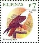 Brahminy Kite (Haliastur indus)