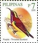 Purple-throated Sunbird (Leptocoma sperata)