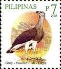 Grey-headed Fish Eagle (Haliaaetus ichthyaetus)