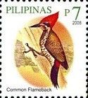 Common Flameback (Dinopium javanense)