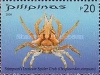 Stimpson's Intricate Spider Crab (Oxypleurodon stimpsoni)
