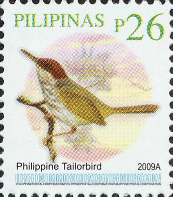 Philippine Tailorbird (Orthotomus castaneiceps)