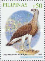 Grey-headed Fish-Eagle (Haliaeetus ichthyaetus)