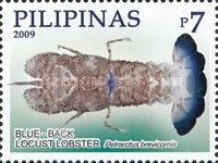 Blue Back Locust Lobster (Petrarctus brevicomis)