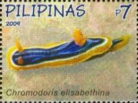 Nudibranch (Chromodoris elisabethina)