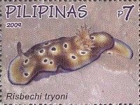 Nudibranch (Risbechi tryoni)