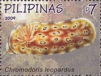 Leopard Chromodoris (Chromodoris leopardus)