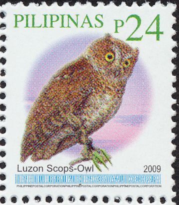 Luzon Scops-Owl (Otus longicornis)
