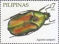 Beetle (Agestra semperi)