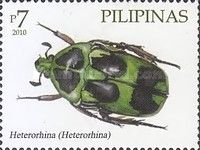 Beetle (Heterorhina sp.)