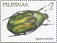 Beetle (Agestra antoinei)