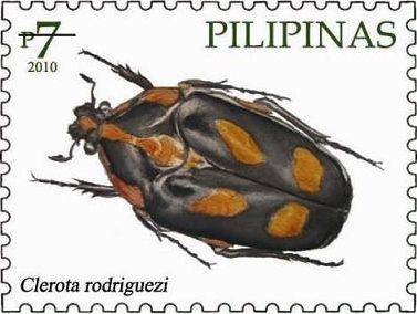 Beetle (Clerota rodriguezi)