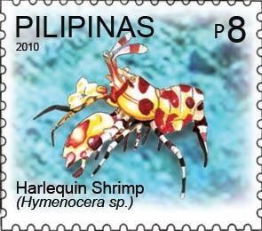 Harlequin Shrimp (Hymenocera picta)