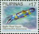 Bigfin Reef Squid (Sepioteuthis lessoniana)