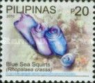 Blue Sea Squirts (Rhopalaea crassa)