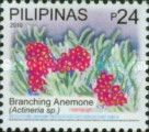 Branching Anemone (Actineria sp.)