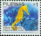 Spotted Seahorse (Hippocampus kuda)