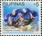 Giant Clam (Tridacna crocea)