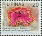 Fuchsia Flatworm (Pseudoceros ferrugineus)