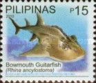 Bowmouth Guitarfish (Rhina ancylostoma)