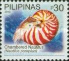 Chambered Nautilus (Nautilus pompilius)