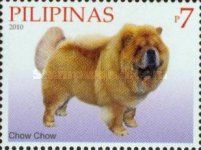 Chow-Chow (Canis lupus familiaris)