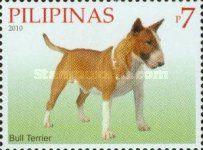 Bull Terrier (Canis lupus familiaris)