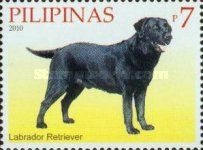 Labrador Retriever (Canis lupus familiaris)