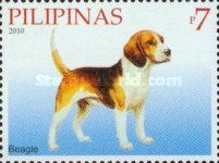 Beagle (Canis lupus familiaris)