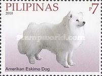 American Eskimo Dog (Canis lupus familiaris)