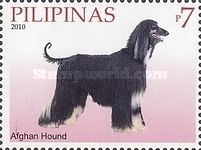 Afghan Hound (Canis lupus familiaris)