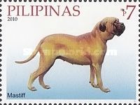 Mastiff (Canis lupus familiaris)