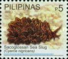 Sacoglossan Sea Slug (Cyerce nigricans)
