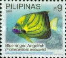 Blue-ringed Angelfish (Pomacanthus annularis)