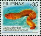 Giant Moray (Gymnothorax javanicus)