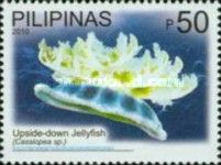 Upside-down Jellyfish (Cassiopea sp.)